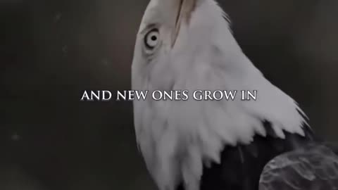 Eagles Can Live Up To 70 Yrs Because They Are Mentally Strong~BUT After 40 Yrs The Eagle Has To Make A Difficult Decision