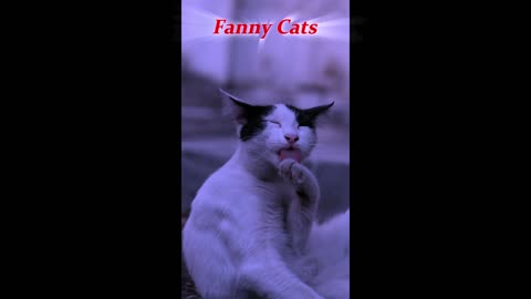 Fanny Cats Video🥰Amazing🍂video for watching this video🌹