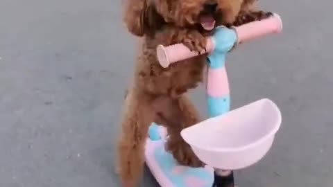 Cutest Puppies Dog Doing Funny Things (TikTok)