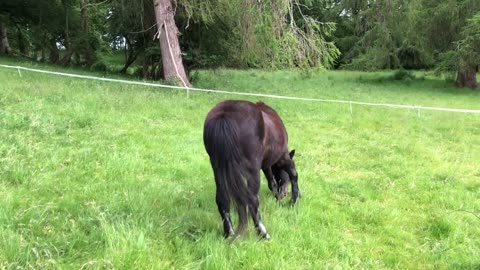 This is what mob grazing, regenerative farming using horses looks like