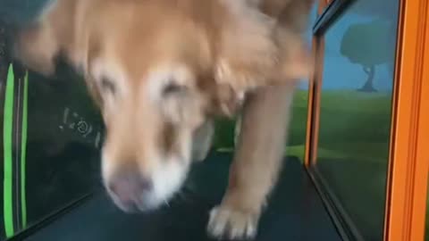 Daily Exercise Make Me Strong - Dog has his own commitments| Never give up Dog| Funny pets