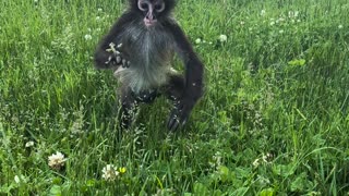 Rescued Spider Monkey Plays in Grass