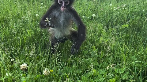 Rescued Spider Monkey Plays in Grass
