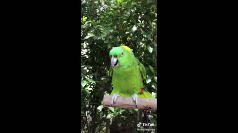 Funny and Cute Parrots Compilation - Pet Birds of TikTok Compilation