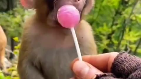 Monkey baby doing eat a lolipop chocolate