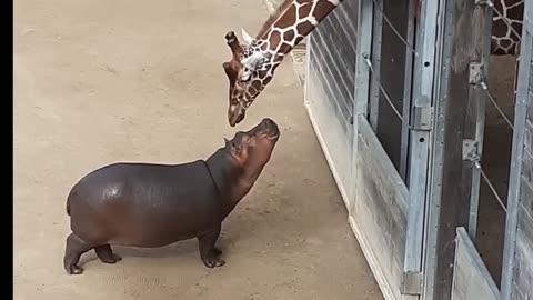 Baby Hippo Making Friends with a Giraffe