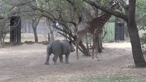 watch giraffe fighting lion to death