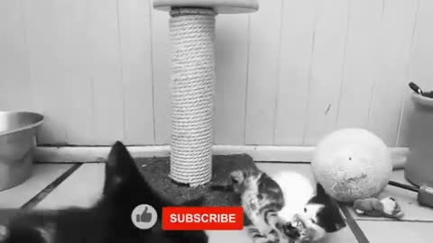 if your cat is John Cena!!! 😂 Funny Animals Videos 😂 2021 (watch till the end)