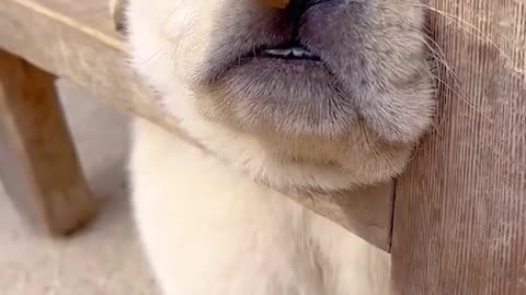 Sleepy dog video