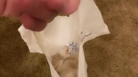 Kitten Loves Plastic Bags