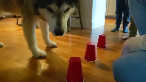 Clever Alaskan malamute figures is out part