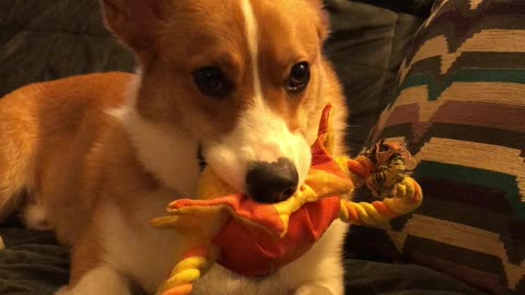 Corgi Finds a Way to Communicate