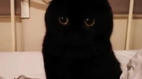 nice black kitten