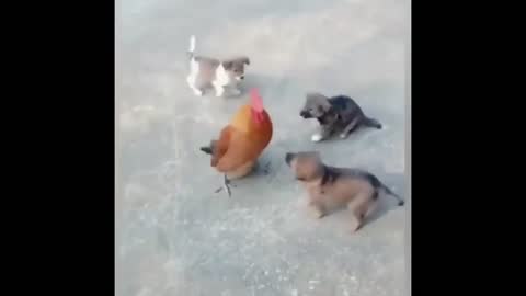 Funny dogs and roosters