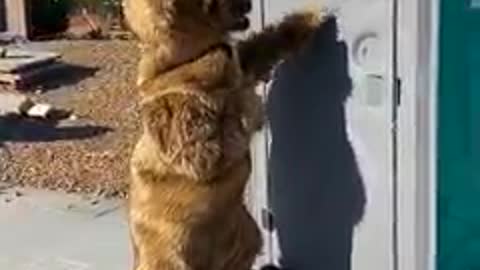 Frightened by a human bear