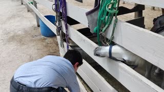 Spencer feeding horses at HAPPI Farm VID_20220421_122147