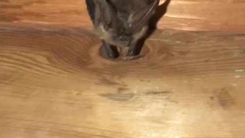 Bat attack