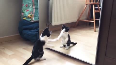 Funny Cat And mirror Video|Funny video