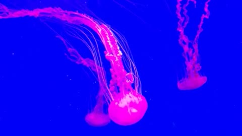 pink jellyfish