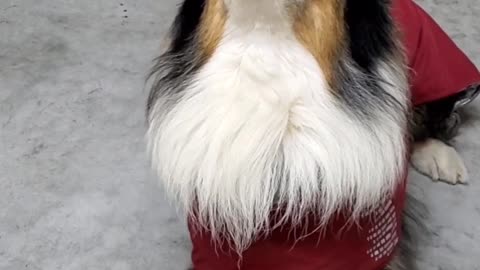 Talented Pooches Practice Balancing Balls