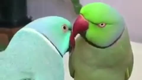🦜🦜😍🥰 Amazing parrot video | Amazing birds parrot funny compilation 2021 ####