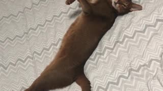 Cat Levon stretches