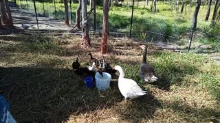 Ducklings drinking out of the bucket, before I fill their water up