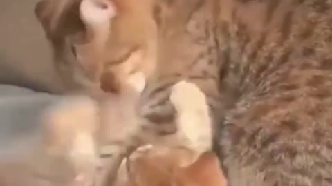 CAT PLAYS WITH HIS MOTHER IN SOFA - FUNNY CATS AND CUTE #SHORTS