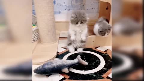 Funny kittens video's