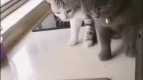 Funny Cat