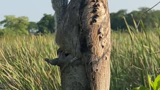 Potoo Bird Demonstrates Excellent Camouflage