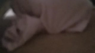 Husky gets stuck in blanket