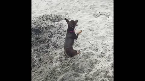 Brown dog jumping up and getting hit by sand