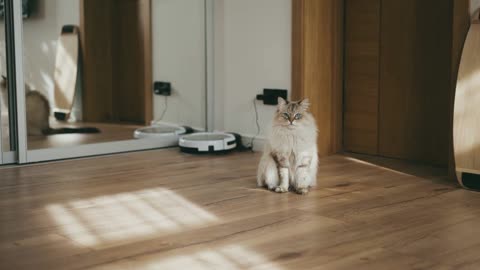 Domestic cat sits on flour in contemporary interior in sunlight