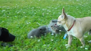 The Brave Chihuahua Protects the Kittens Against the Black Labrador