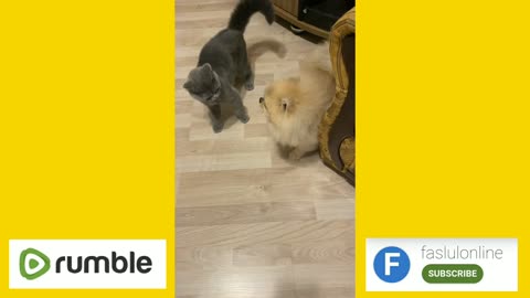 Cat and Dog Fight | 🐈 | 🦮