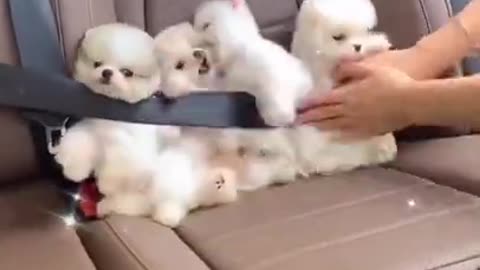 Mini Pomeranian, Funny and Cute Puppies, Puppies Videos, Tik Tok. #Shorts