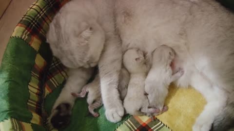 Scottish Fold gives birth to 3 cute kittens | Pregnant Silver Cat giving birth to adorable baby cats