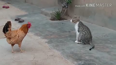 CHICKEN VS CAT TRY NOT TO LAUGH/FUNNY ANIMAL VIDEOS/AKISH RIDERS