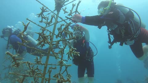 Troop 498: Pioneers of Sea Base's SCUBA Coral Restoration Program! Part 1