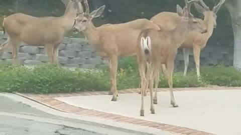 Wild Deer Casually Stroll Through Residential Neighborhood