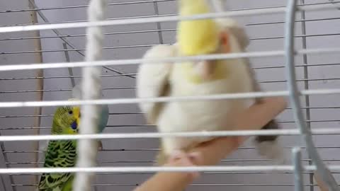 Pet Birds In A Cage 🐦
