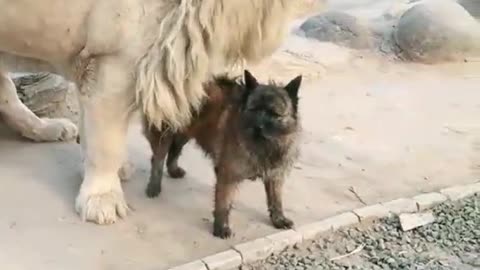 lion play with dog awful or happy?🥺🥺🥺