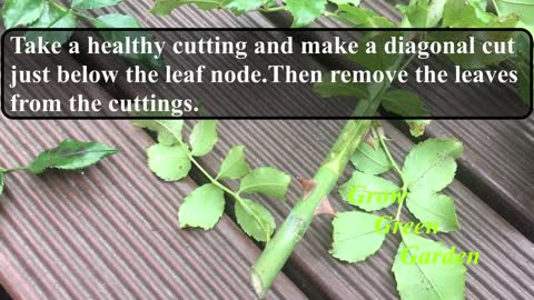 How to grow rose cuttings in water