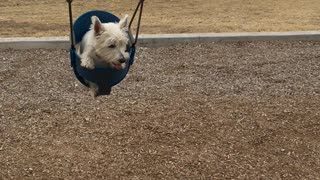 Dog Swing