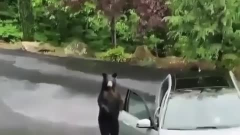 Bear opens car door