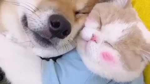 Dog and cat to friend