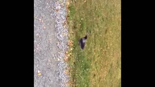 Puppy getting attacked by crow at park (in the butt)