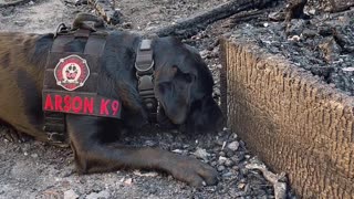 Accelerant Detection K9 Sniffs Out Gasoline