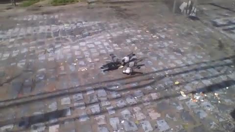 Pigeons eating food scraps from the garbage in the street near the garages [Nature & Animals]